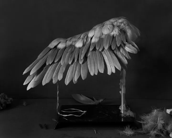 Attemtp to build the wing of a bird.
feather, play dough and various pieces.
2020